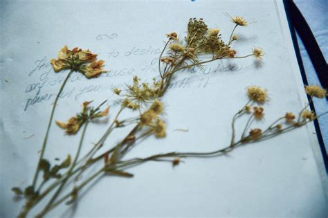 O Que É Um Herbário - Entenda o que é um herbário e qual sua importância Farma Junior
