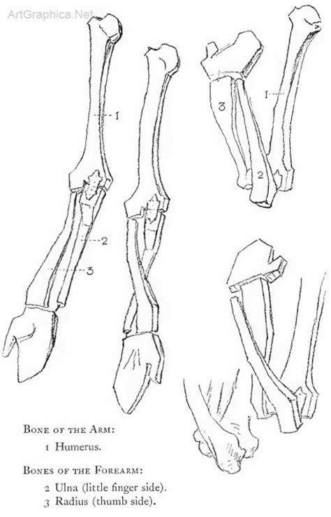 Anatomy Of The Arm George Bridgman Art Book