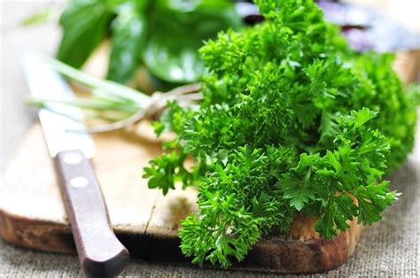 Growing Parsley in Pots & Containers | Parsley Care