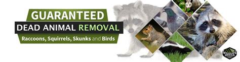 Dead Animal Removal - Dead Wildlife Removal