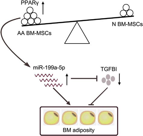 Schematic Representation Of MiR 199a 5p S Involvement In The Regulation