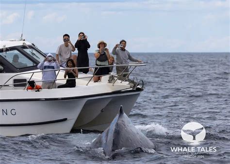 Private Whale Watching Charter | Whale Tales Sydney