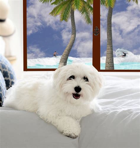 The Coton De TulÃ©ar Is A Breed Of Small Dog Named For The City Of TulÃ