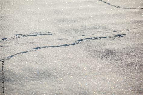 footprints in snow Stock Photo | Adobe Stock