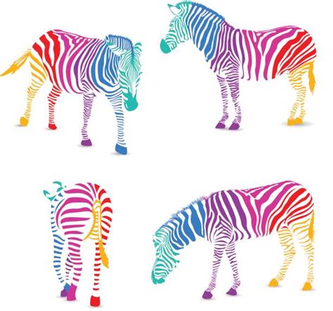 Pictures Of Rainbow Zebras