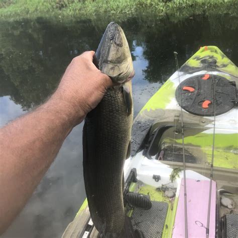 Kayak Report From Swan Creek