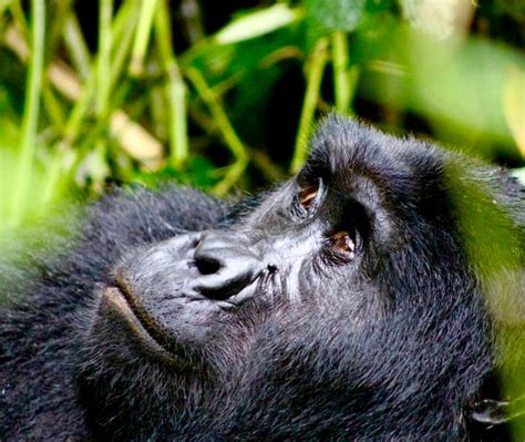 Early Trails Expedition Uganda Safaris Rwanda Safaris Gorilla Trips