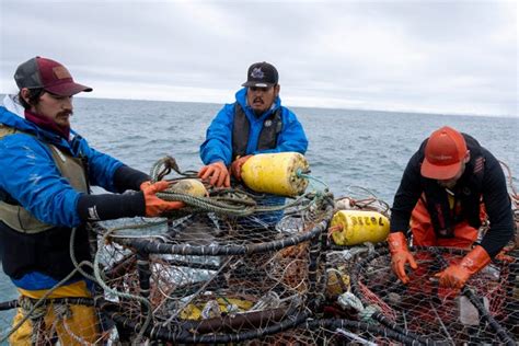 See how Dungeness crab is caught off Kodiak Island, Alaska