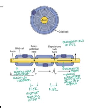 Action Potential Flashcards Quizlet