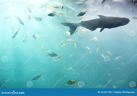 Marine Life Fish Swimming Underwater Ocean Colorful Various Types