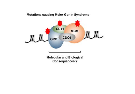 Molecular Basis Of Meier Gorlin Syndrome Institut Cochin