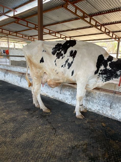 My Cow (Not Pregnant at Present) has this lump on her belly which is