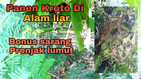 Berburu Kroto Di Alam Malah Nemu Sarang Burung Prenjak YouTube