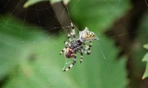 10 Spiders In Wyoming A Z Animals