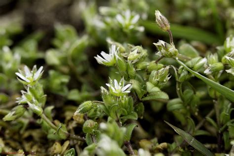 Het Virtuele Herbarium 512 Zandhoornbloem Luuk