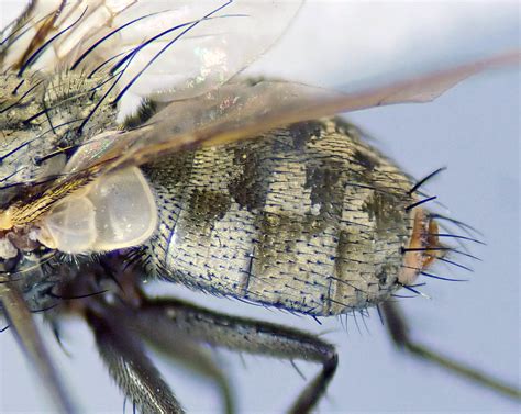 Ravinia Pernix Female Abdomen Kenfig Dunes Glamorgan 2 Flickr