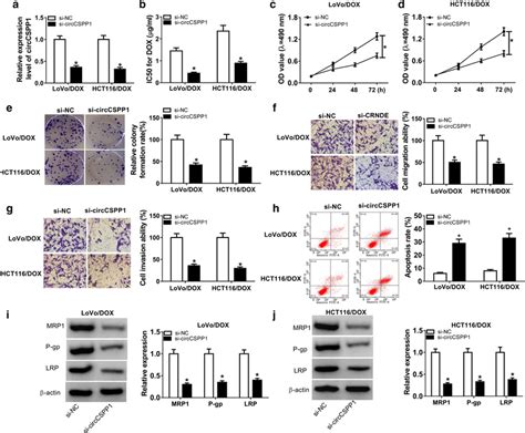 Circcspp1 Knockdown Enhanced Dox Sensitivity Inhibited Cell