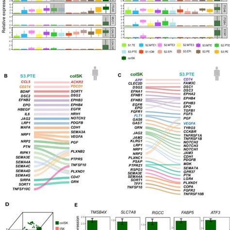 Embryo Endometrial Cell Interactions During Attachment A Cell