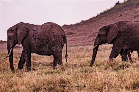 Animales Elefantes Animales De La Fauna Silvestre Mamíferos En Los