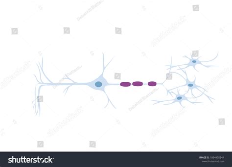 Structure Of A Motor Neuron Anatomy Of The Royalty Free Stock Vector 1894995544