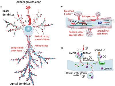 Frontiers Dendritic Actin Cytoskeleton Structure Functions And