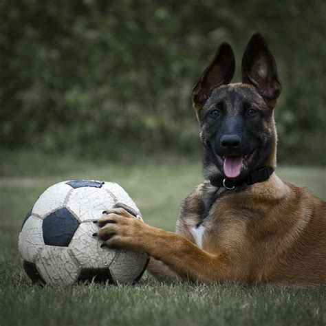 Big German Shepherds: German Shepherd Belgian Malinois Mix