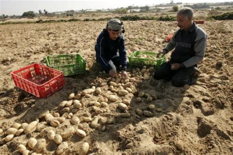 جني محصول البطاطا‏ للعروة الصيفية