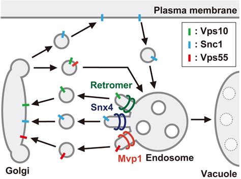 Immunoisolation Of Endosomal Recycling Vesicles From Saccharomyces