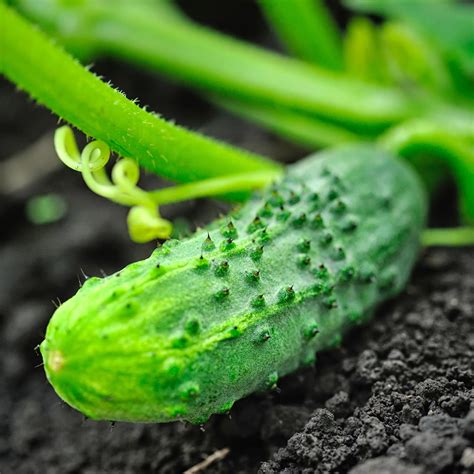 National Pickling Cucumber Cucumis Sativus Annies Heirloom Seeds