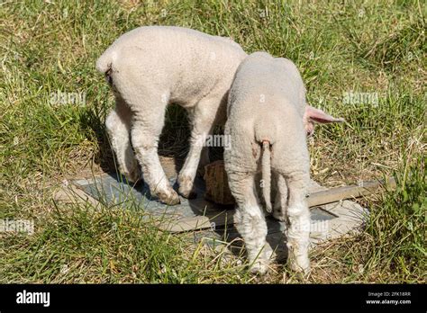 Tail docking lambs hi-res stock photography and images - Alamy