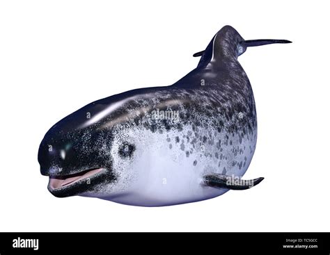 3d Rendering Of A Female Narwhal Or Monodon Monoceros Or Narwhale