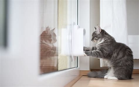 Formas De Mantener A Los Perros Alejados De La Comida Para Gatos