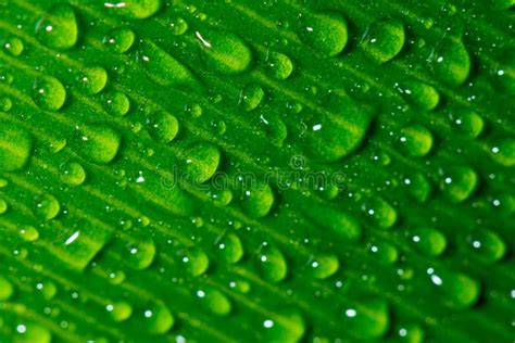 Close Up Water Droplets on Leaves Stock Image - Image of nature, leaves ...