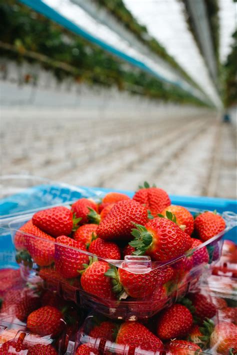 Greenhouse Vegetable Gardening - Prospiant