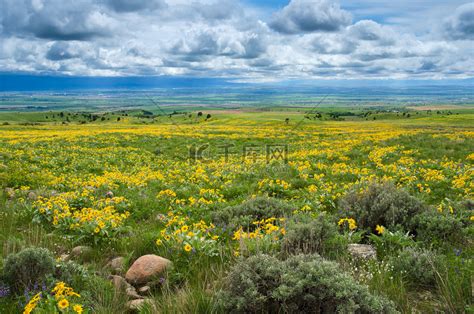 Arrowleaf Balsamroot Balsamorhiza Sagittata