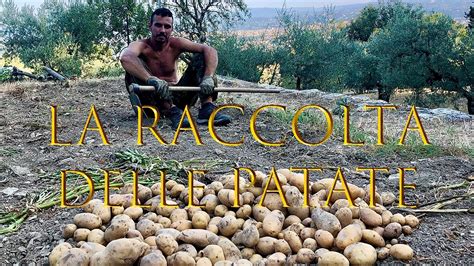 La Raccolta Delle PATATE Manuale Con La Zappa Coltivazione Patate