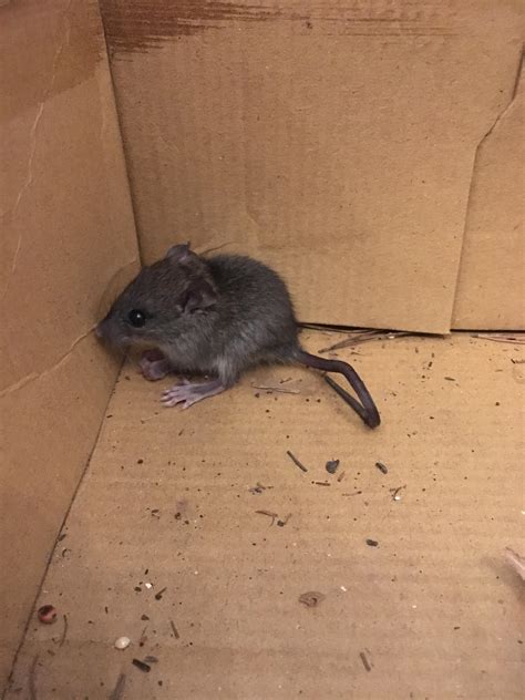 House Mouse or Deer Mouse? found in Dec, Louisiana : species