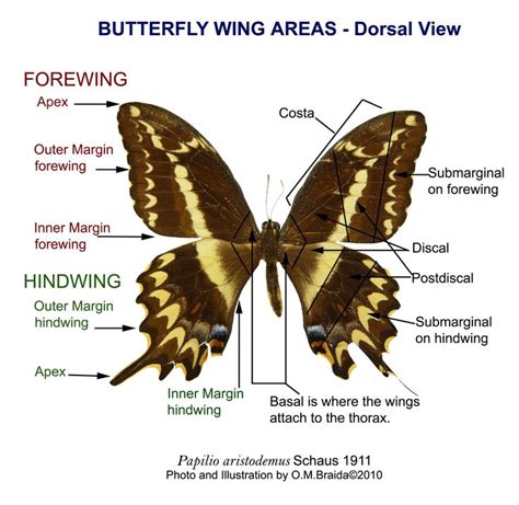 Butterfly Wing Labels Myartteacher Wp Content Uploads