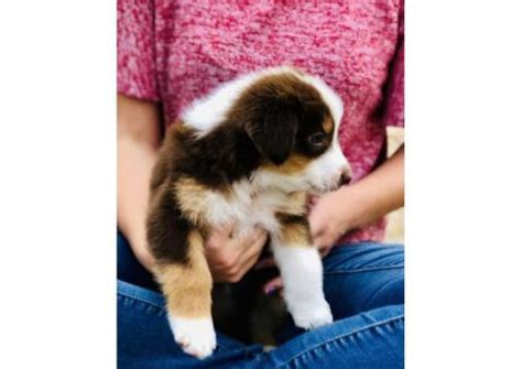 Alaskan Shepherd Puppy for sale by owner - Puppies for Sale Near Me