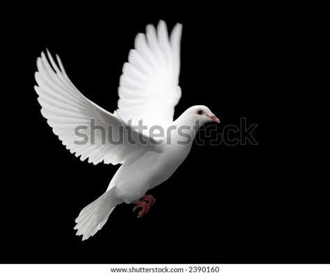 Flying White Doves Stock Photos 53901 Images Shutterstock