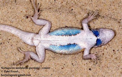 Sceloporus Undulatus The Reptile Database