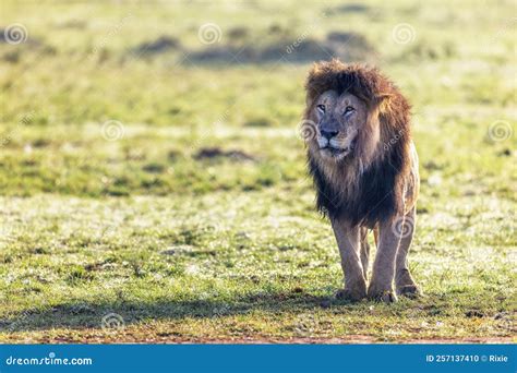 A Black Maned Lion Panthera Leo Of The Masai Mara Kenya This