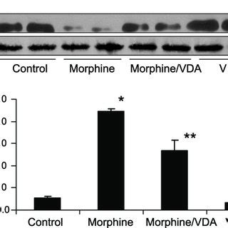 Vitamin D Stimulates T Cell Vdr Expression And Attenuation Of Ang Ii