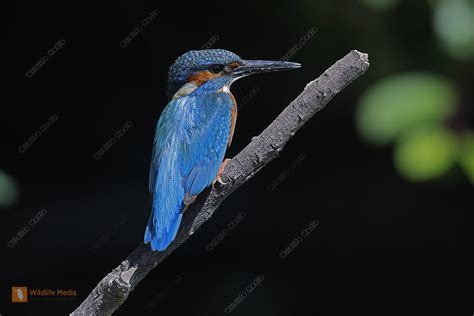 Eisvogel Männchen Bild bestellen Naturbilder bei Wildlife Media