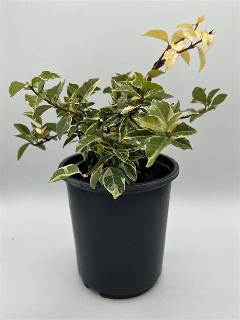 Jasmine Minima Variegated Landscape Depot