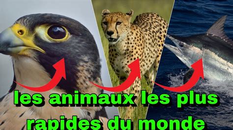 Qui Sont Les Animaux Les Plus Rapides Du Monde YouTube