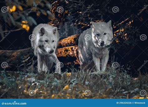 Close Up Shot of Two Adorable Wolves in Their Natural Habitat Stock ...