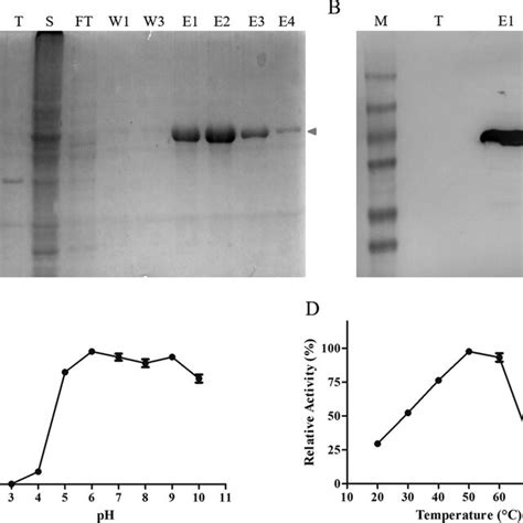 Expression Purification And Enzymatic Characterization Of Soluble