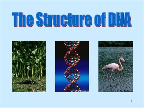 Ppt The Structure Of Dna Powerpoint Presentation Free Download Id