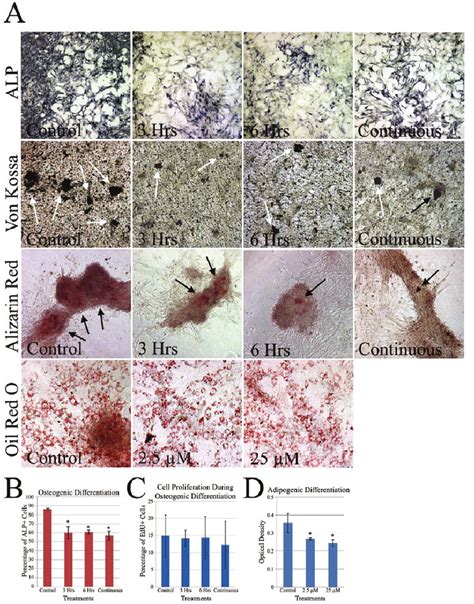 Gm Interacts Muscle Stem Cells Multiple Differentiations Mdsc